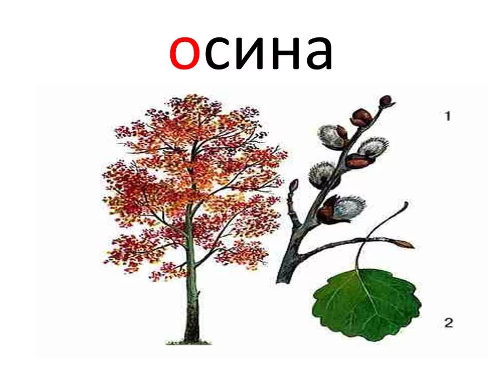 Сл осин