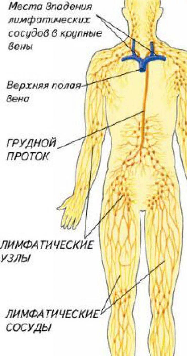 Где находится лимфа. Где находится лимфа