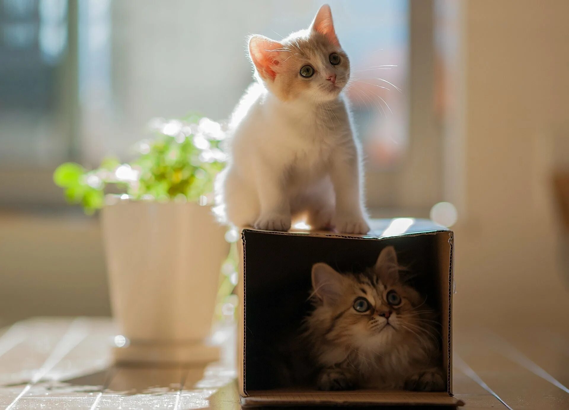Сфотографированная кошка. Фотосессия с новорожденными котятами. Котята фото. Как красиво сфотографировать котят. Фотографировать котят.