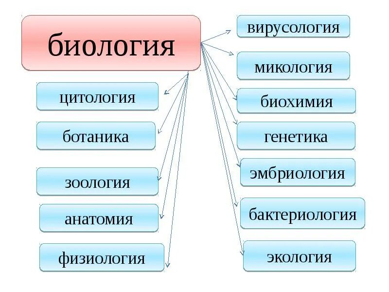 Разделы общей биологии. Биологические дисциплины. биология наука о живой природе. виды наук о живой природе. основные разделы биологии.