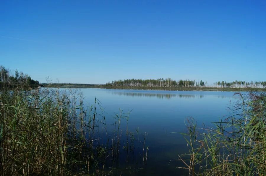 Камское озеро. Озеро культей Нижегородской области. Камское озеро посёлок Камский. Камско-Бакалдинская группа болот. Ук озеро нижний