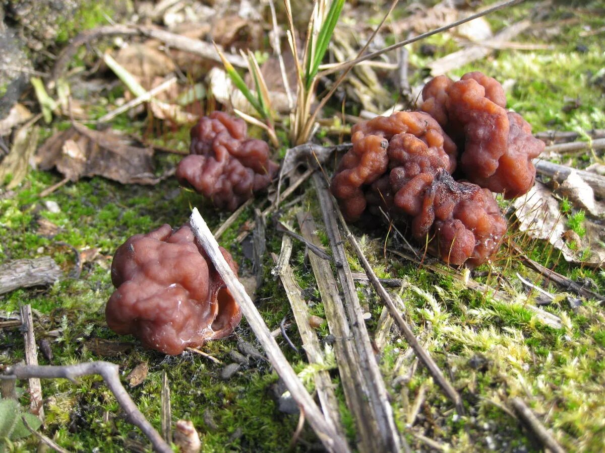 Первые грибы весной название. Весенние грибы Подмосковья. Ранние весенние грибы. Ранние грибы Подмосковья. Первые весенние грибы.