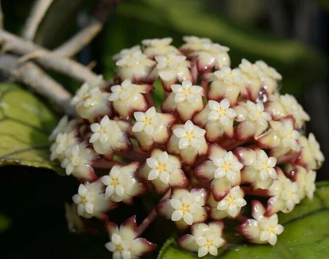 Hoya finlaysonii panggha. Хойя hoya finlaysonii. Hoya finlaysonii epc-318. Хойя финлайсони 317. Хойя finlaysonii.