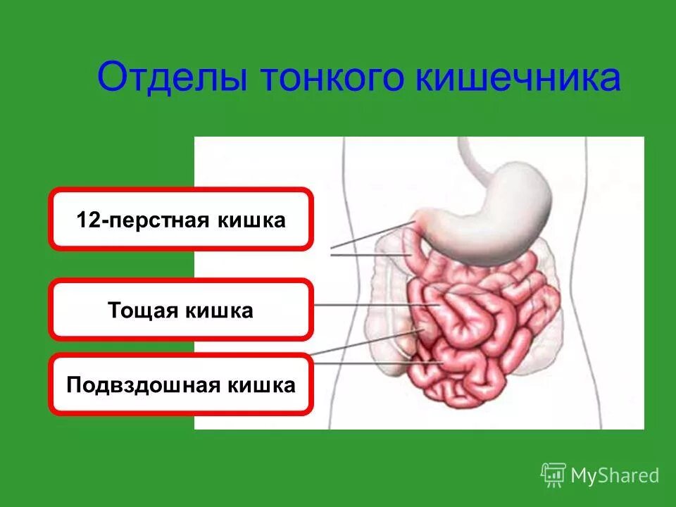 Отделом толстого кишечника является кишка. Тонкая кишка 12 перстная. кишечник отделы 12 перстная, тощая. анатомия 12 перстной и тощей кишки. тонкая кишка анатомия 12 перстная кишка.