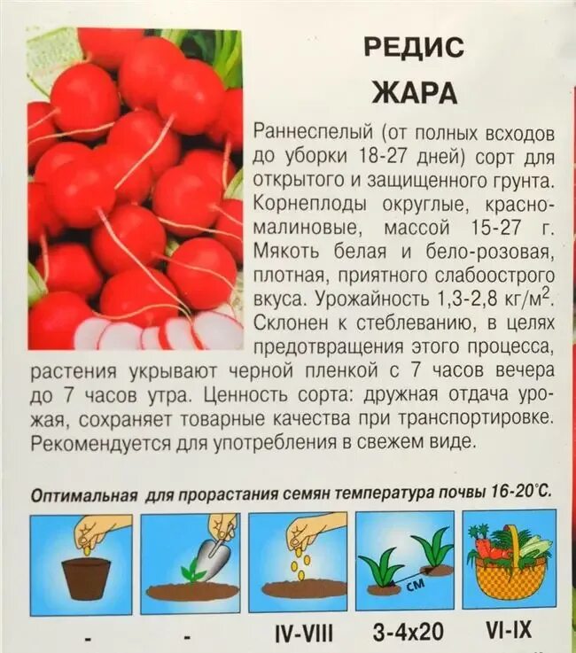 Редиска описание. Редиска сорта лучшие для открытого грунта. редис семена лучшие сорта для открытого грунта. редис сорт жара. редиска семена лучшие сорта для открытого грунта.