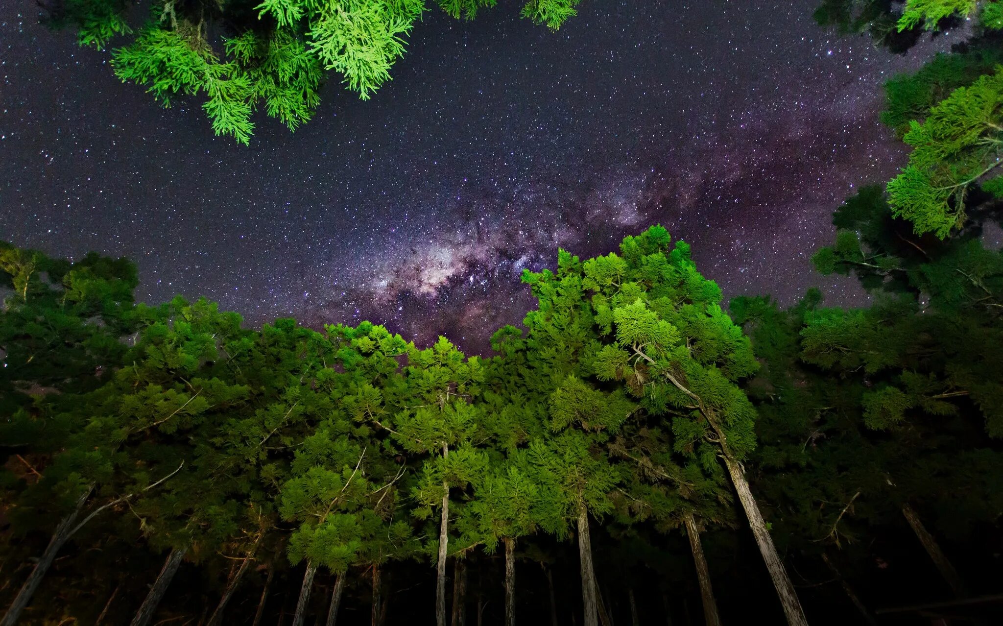 Звездное небо. Ночное небо. Ночное небо в лесу. Звездное небо в лесу.