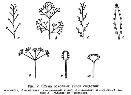На каких рисунках изображены схемы сложных соцветий