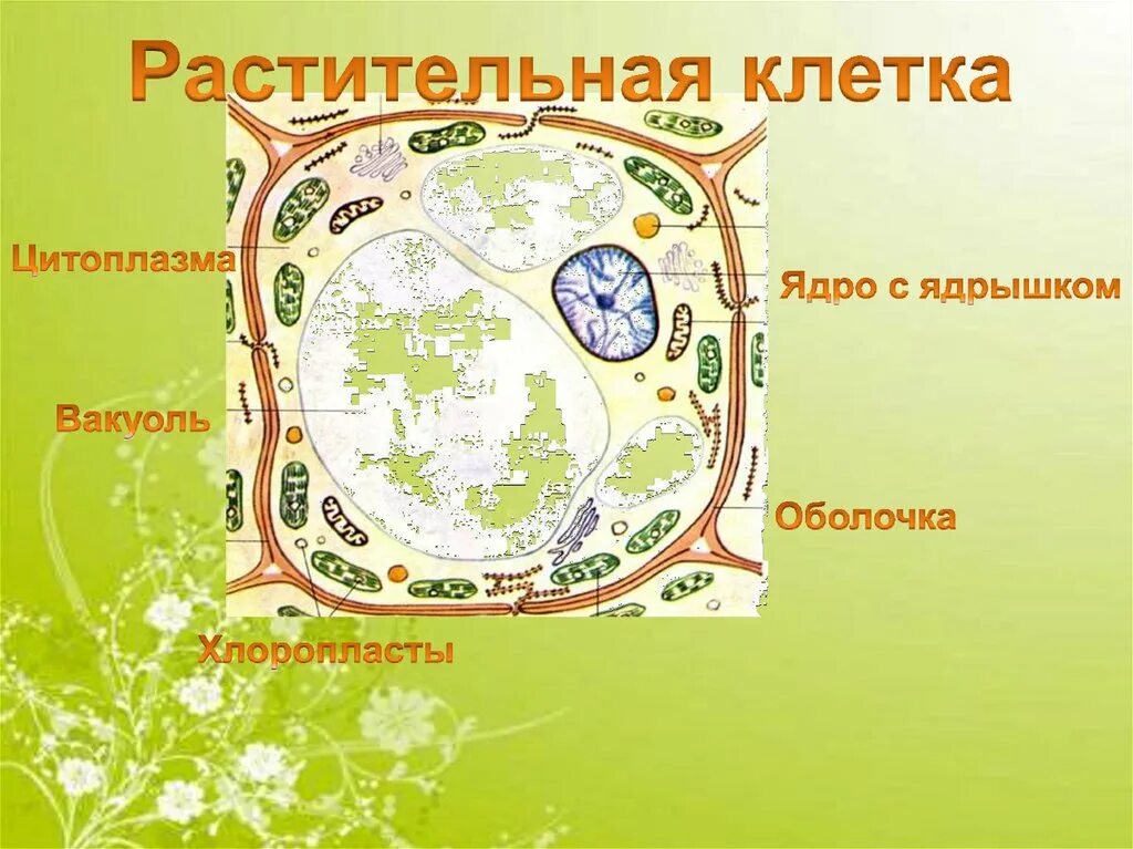 Растительные клетки 5 класс биология. Растительная клетка. Строение растительной клетки. Клетка растения биология. Строение клетки растения 6 класс.