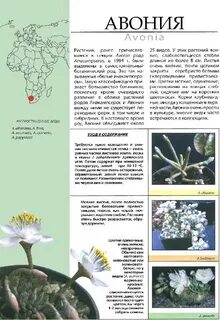 Облик растений