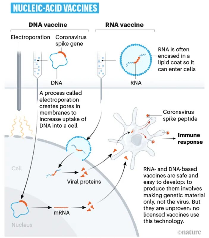 Вакцина коронавирус MRNA. Генно-инженерные вакцины. МРНК вакцины от коронавируса. ДНК И РНК вакцины.