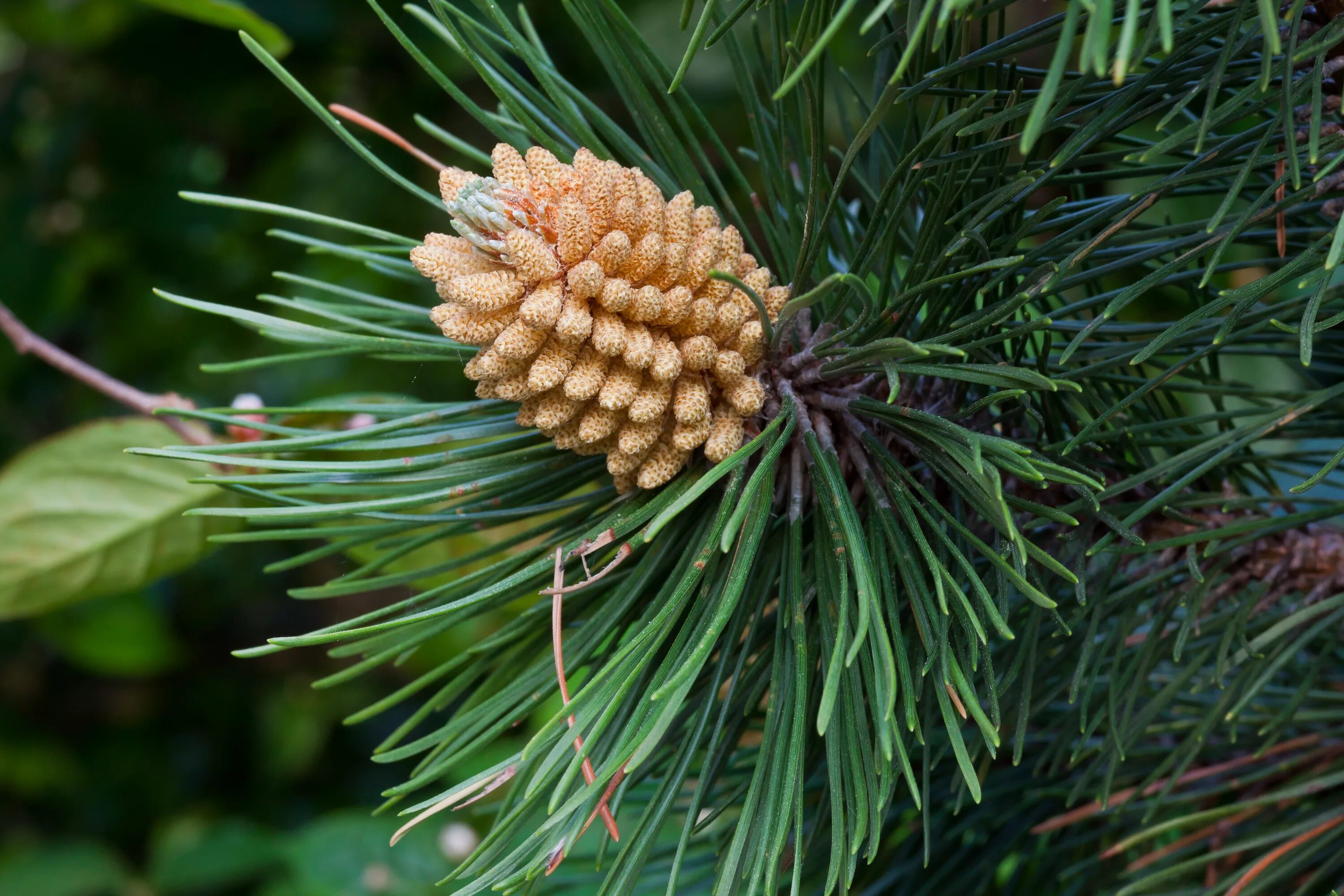 Голосемянная сорта. Pinus nigra. Сосна черная Пинус Нигра. Сосна черная Австрийская Пинус Нигра. Pinus nigra шишки.