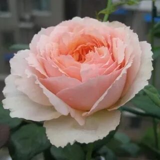 Розы аккиевых