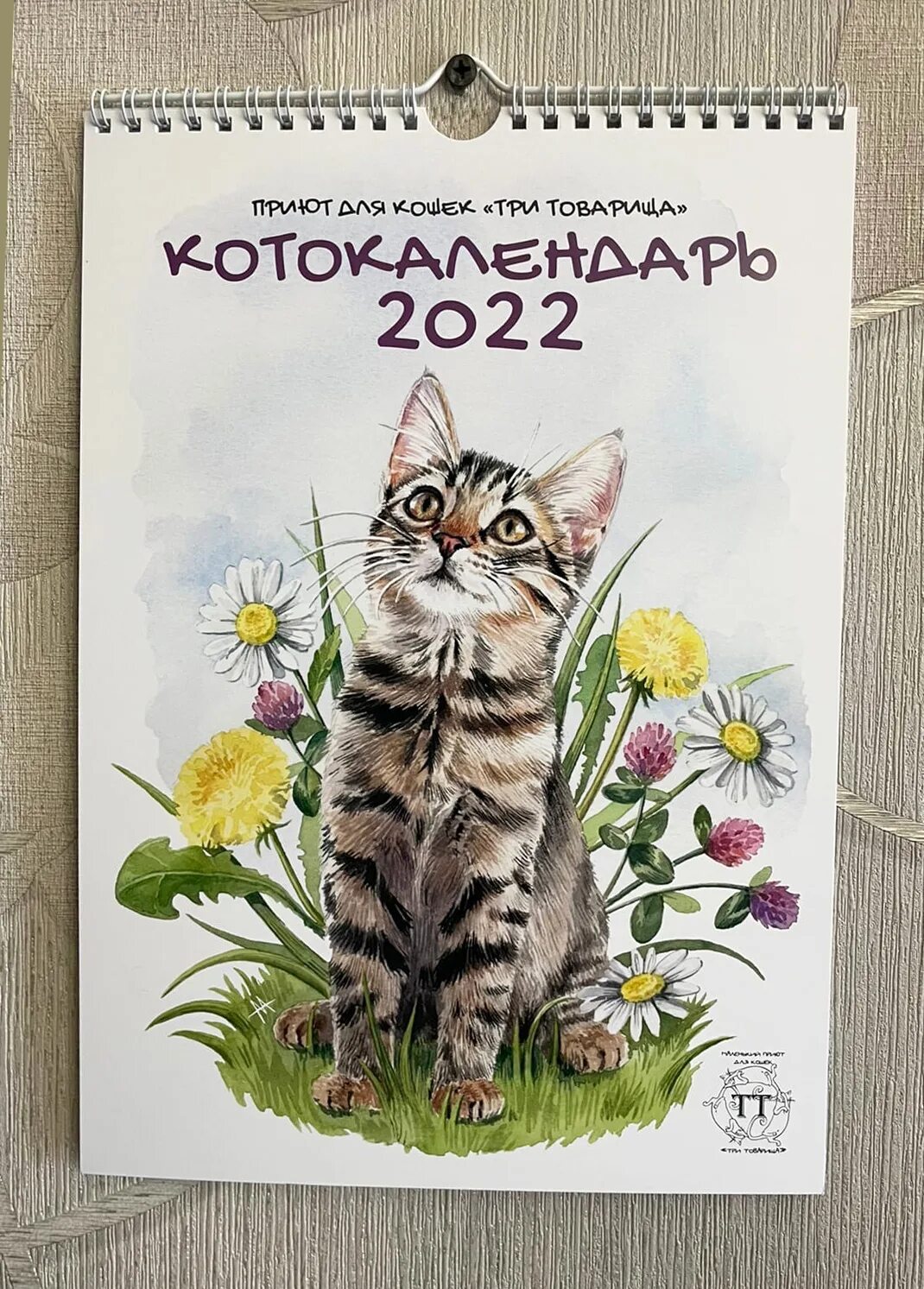 Котэ новый сборник 2023. Кот 2022. Год кота 2022. Фото кота 2022. День котов 2022 картинки.