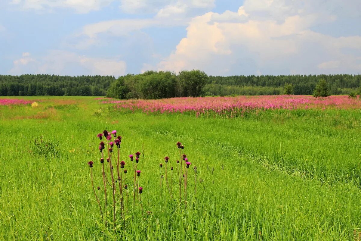 Природные условия луга. Луга. На лугу. Фото Луга. Цветущие Луга фото.