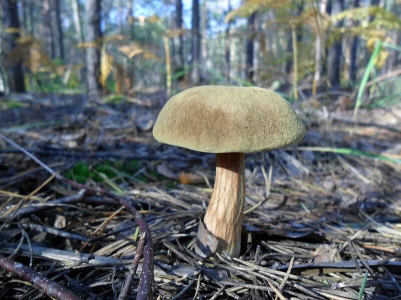 моховик бархатный гриб съедобный. моховик буйволиный (xerocomus bubalinus. моховик цисальпийский. грибы бархатная шляпка. грибы бархатная шляпка.