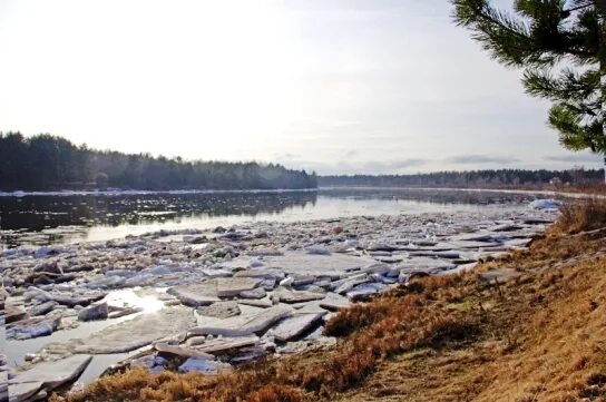 Уровень воды в реке молога. Пороги на реке Молога. Молога ледоход. Река Молога Лесной район. Ледоход в Желябово на Мологе.