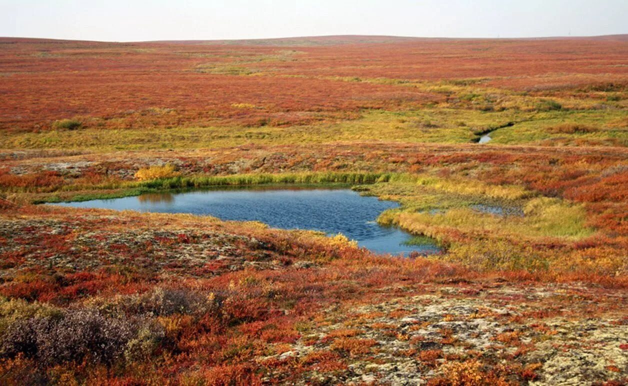 Арктические болота. Малоземельская тундра осенью. Тундра в Республике Коми. Воркута тундра болото. Болота на полуострове Таймыр.