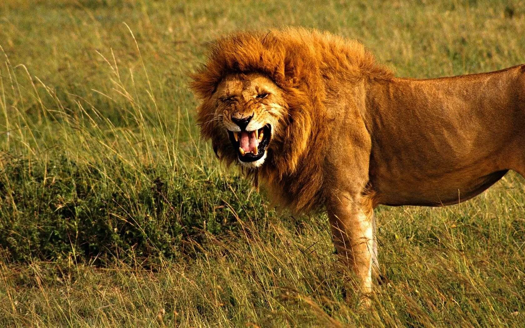 Lion капский лев. Лев лева лион лёв. Белый лев альбинос. Катангский лев. Черногридский лёва.