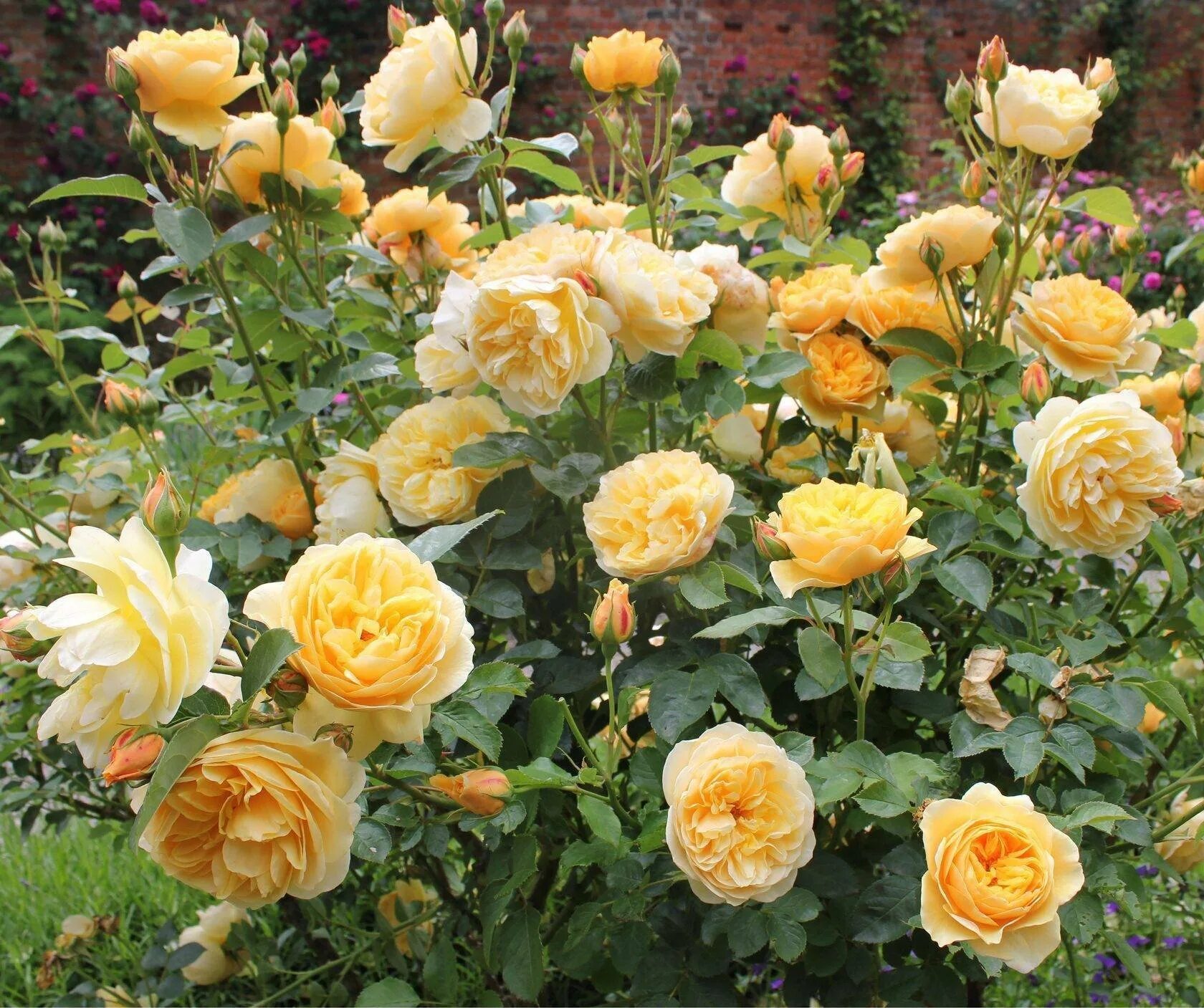 Крокус роуз (crocus rose). Роз де цистерсьен. Сорт роз шрабы описание фото отзывы. Сорт роз шрабы описание фото отзывы. Сорт роз шрабы описание фото отзывы.