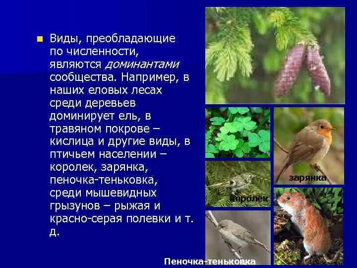 Преобладают по численности