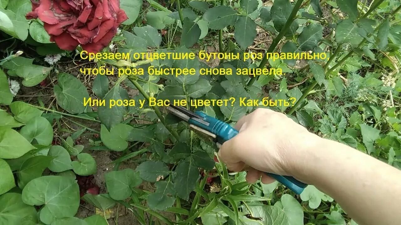 Как правильно обрезать бутоны роз. Как правильно срезать отцветшие розы чтобы были новые бутоны. Как обрезать бутоны роз которые отцвели. Обрезать бутоны роз