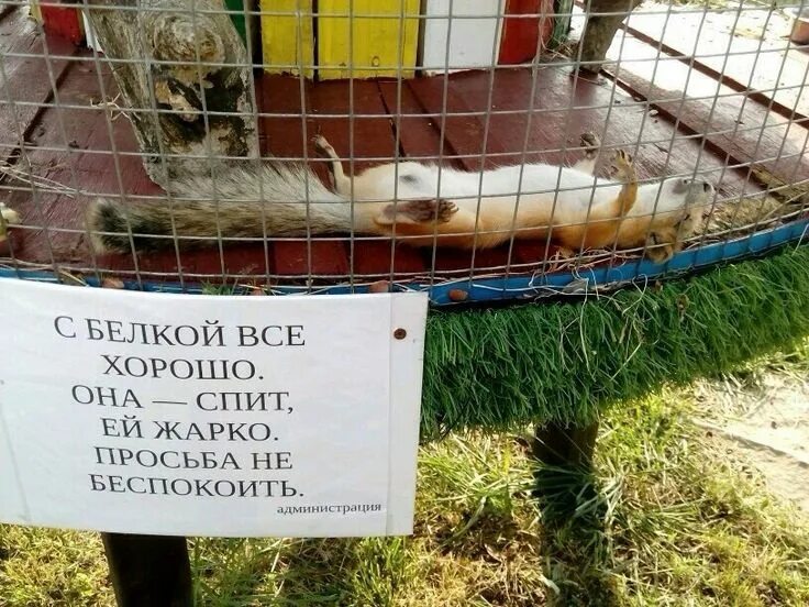 Жарко картинки смешные. Жара смешные картинки с надписями. Шутки про жару. Жара смешные картинки с надписями. Смешные афоризмы про жару.