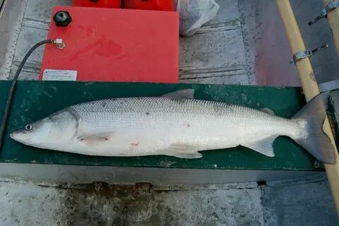 Белорыбица где водится и что за рыба