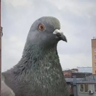 Взгляд голубей
