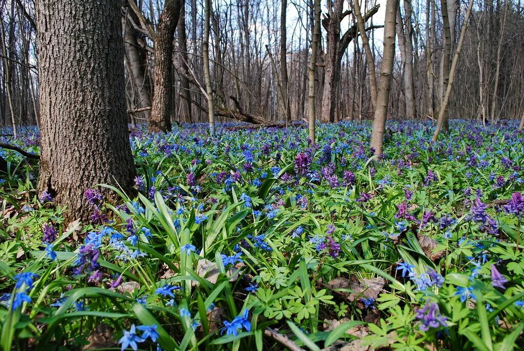 Лесные цветы самура. Луговые мезофиты. Лесные травы весной. Лесные травы весной. Первоцветы печеночница благородная.