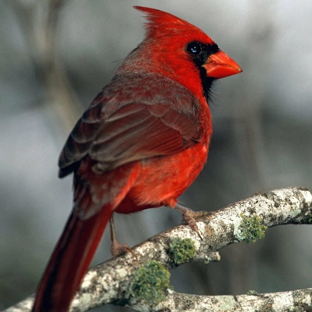 Маленький красный хвост. Виргинский Кардинал птица. Птичка с красным хвостом. Птица с красным хвостом разноцветным. Птичка с красным хвостиком.