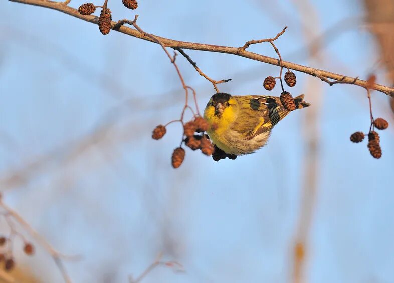 Чиж обыкновенный птица. Ольха весной. Птица ксюша. Ольха птица. Первые листочки на березе.
