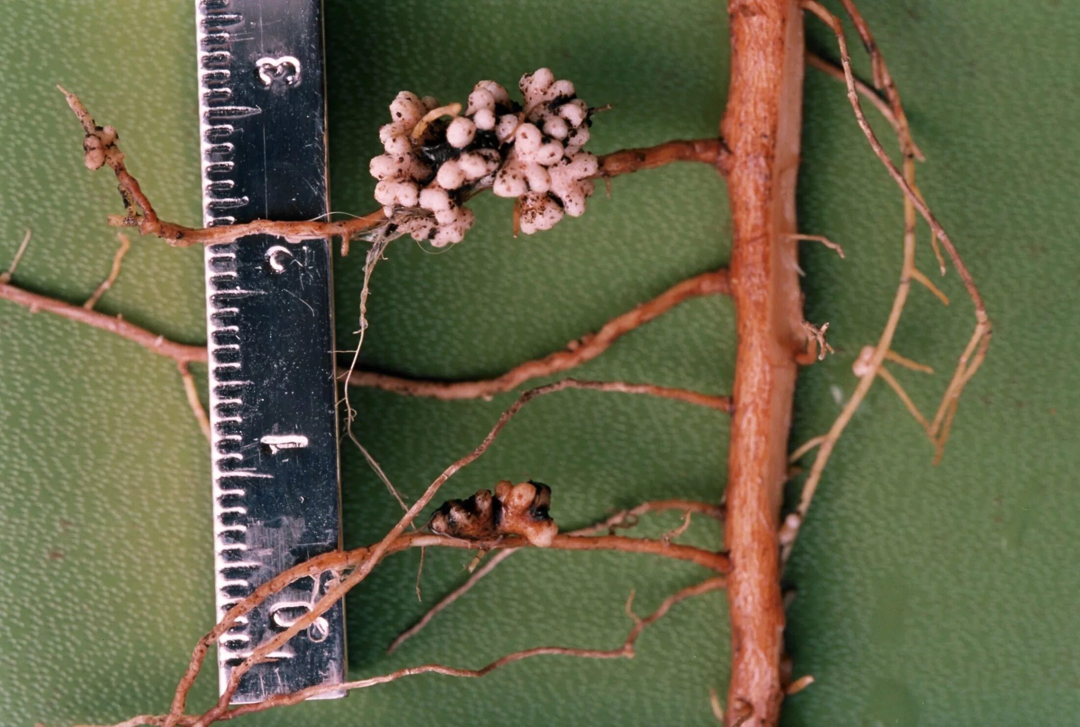 Frankia бактерии. актиномицеты рода frankia. клубеньки ольхи frankia. Frankia актиномицеты. клубеньки на корнях ольхи.