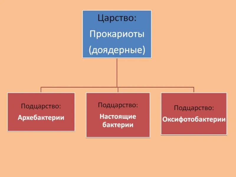 Подцарство бактерии. Царство бактерии Подцарство настоящие бактерии. Систематика царства бактерий. Подцарство архебактерии.