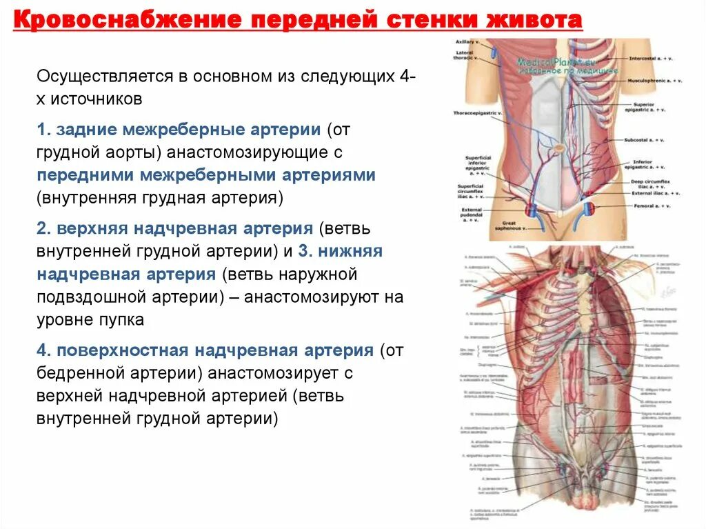 Кровообращения передней