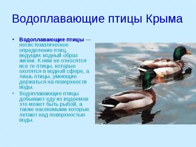 Местообитание водных птиц. Экологические группы птиц. Места обитания птиц. Водоплавающие птицы презентация. Места обитания водоплавающих птиц.