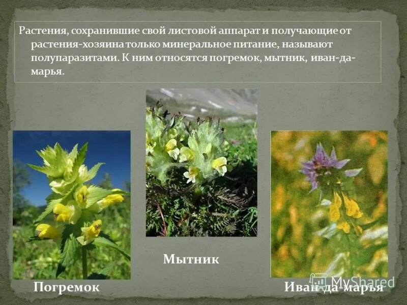 Симпатрическое видообразование примеры. Симпатрическое видообразование. Погремок луговой. Погремок видообразование. Популяция погремка.