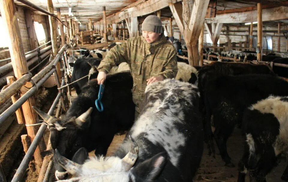 Молока якутия. Якутский скот. Животноводство якутских коров. Сельское хозяйство Якутии. Якутская корова.