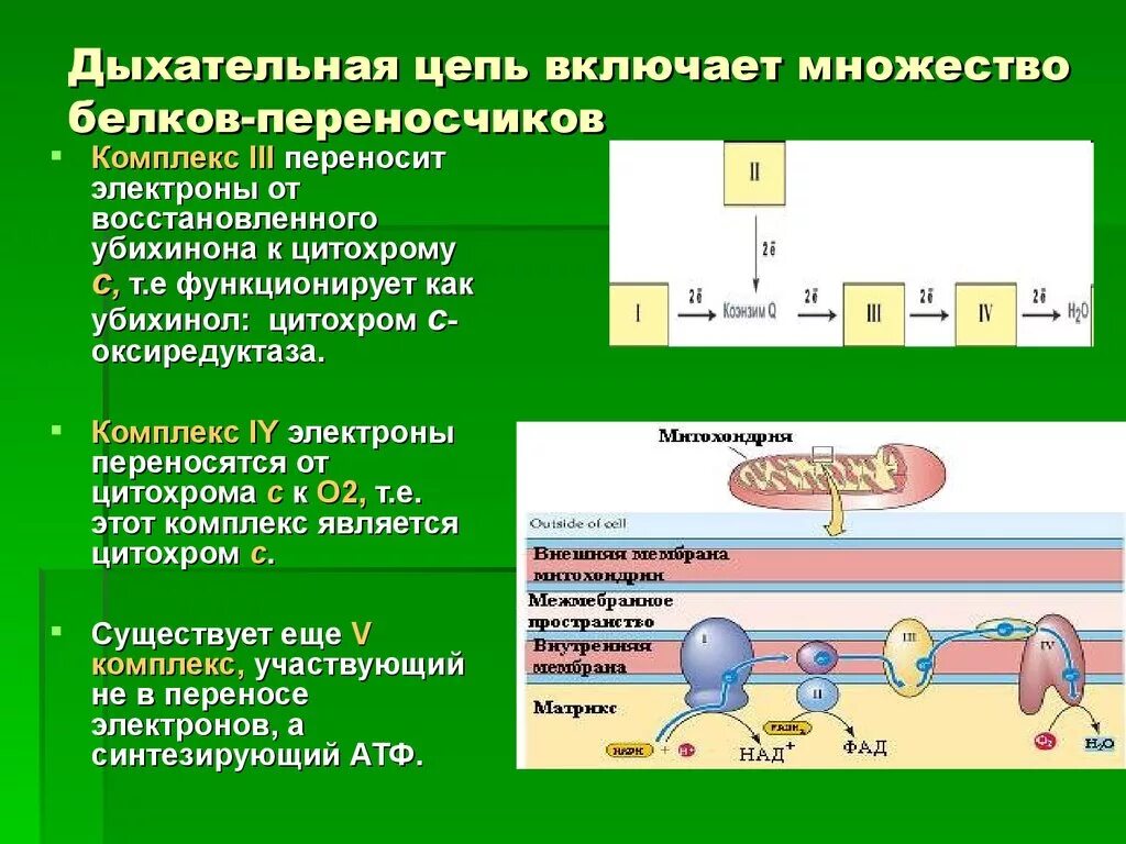 Кодирует ферменты содержит белки переносчики. Дыхательная цепь митохондрий 4 комплекса. Комплекс v дыхательной цепи митохондрий. Схема дыхательной цепи биохимия. Схема митохондриальной дыхательной цепи.