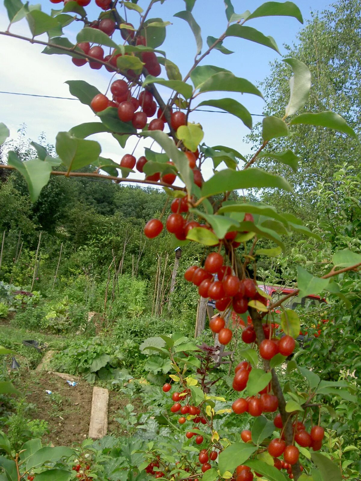Плодовые кусты