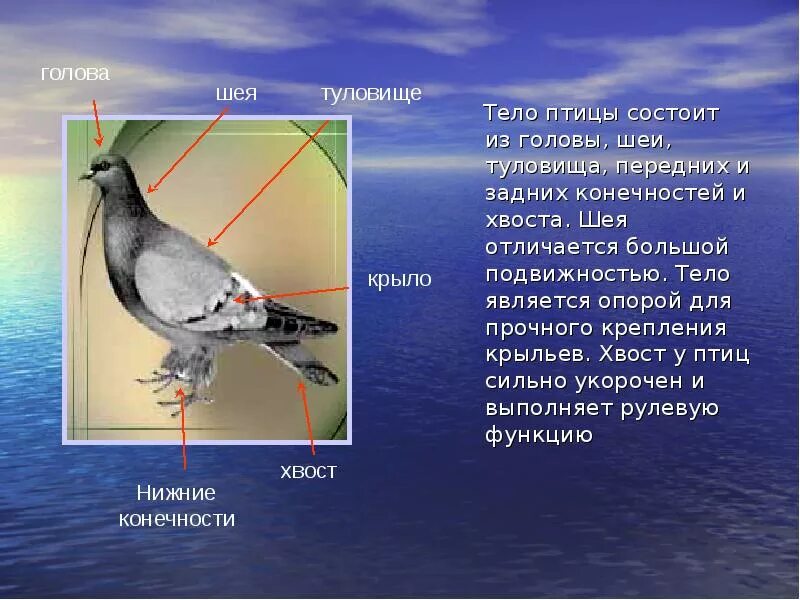 Он отличается большой и состоит из. Рычаги у птиц. Рычаги в организме птиц. Голова туловище хвост птиц. Тело птицы состоит.