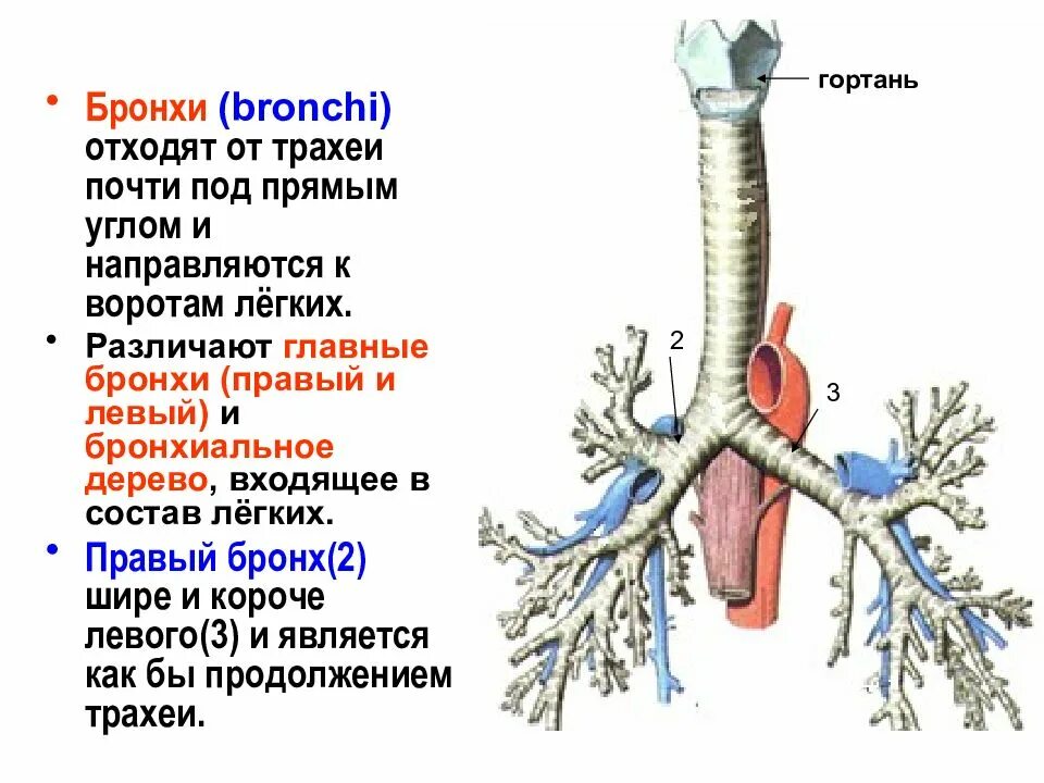 Функции гортани и трахеи