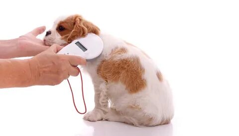 Фф pet