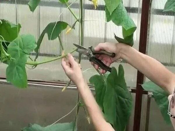 Нужно ли у огурца удалять пасынки. Пасынкование огурцов. пасынковать огурцы в теплице. пасынки на огурцах. огурец прищипка побега.