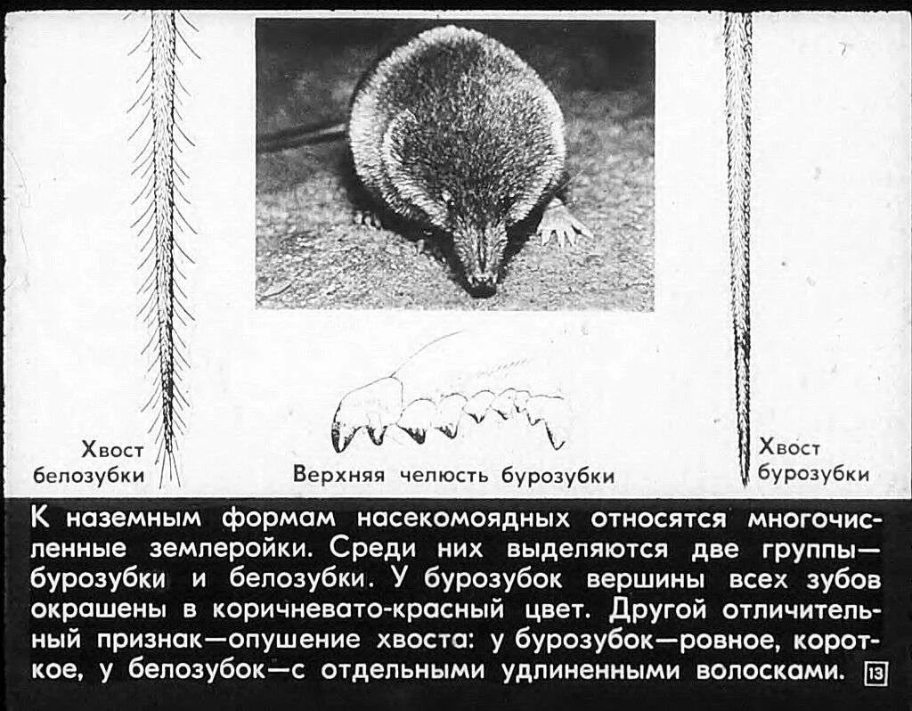 Место обитания насекомоядных. Отряд Насекомоядные белозубка. Внешнее строение насекомоядных. Отряд Насекомоядные скелет. Отряд Насекомоядные череп.