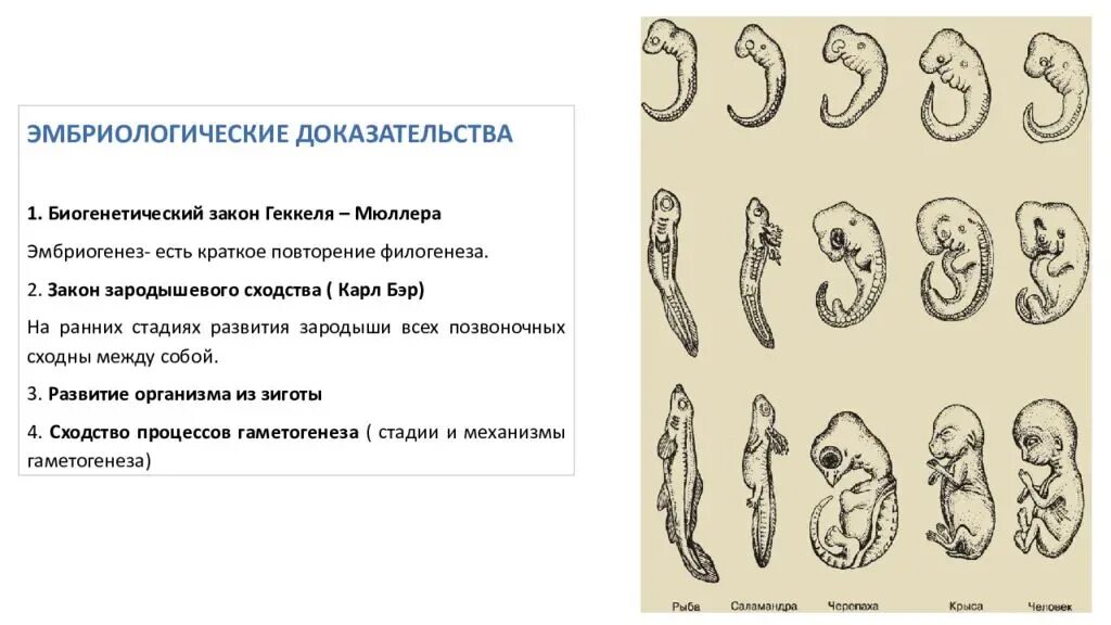 Филогенез геккеля. Эмбриологические доказательства биогенетический закон. Биогенетический закон Геккеля-Мюллера эмбриологические. Юиогнетический загон гюкколя моюллеоа. Биогенетическая теория Геккеля.