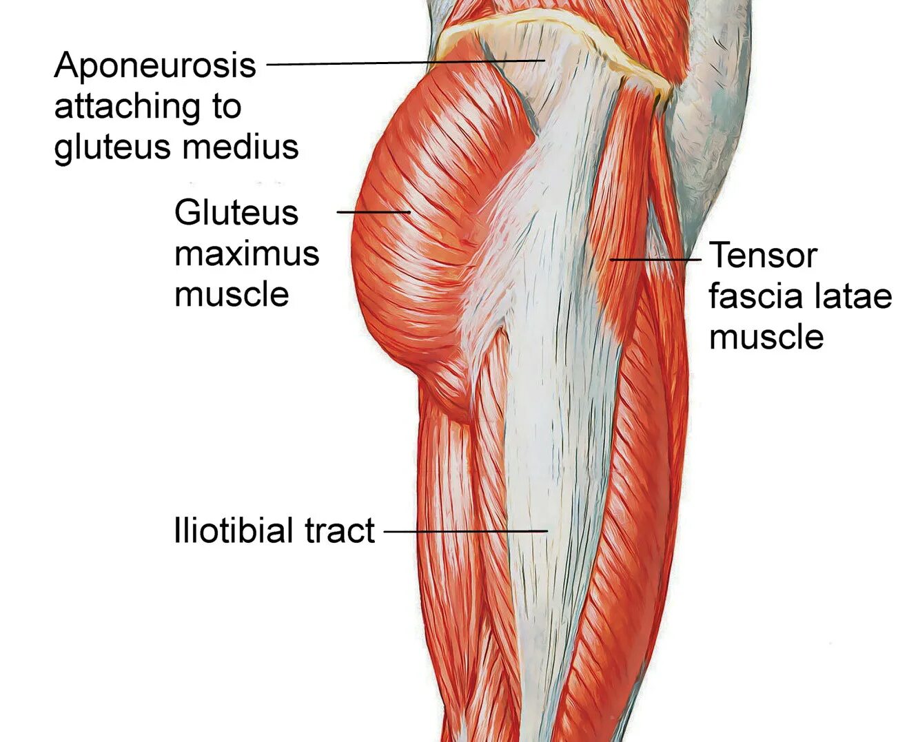 M Tensor fasciae Latae. Фасции бедра анатомия. Musculus Tensor fasciae Latae, напрягатель широкой фасции. Iliotibial tract мышца.