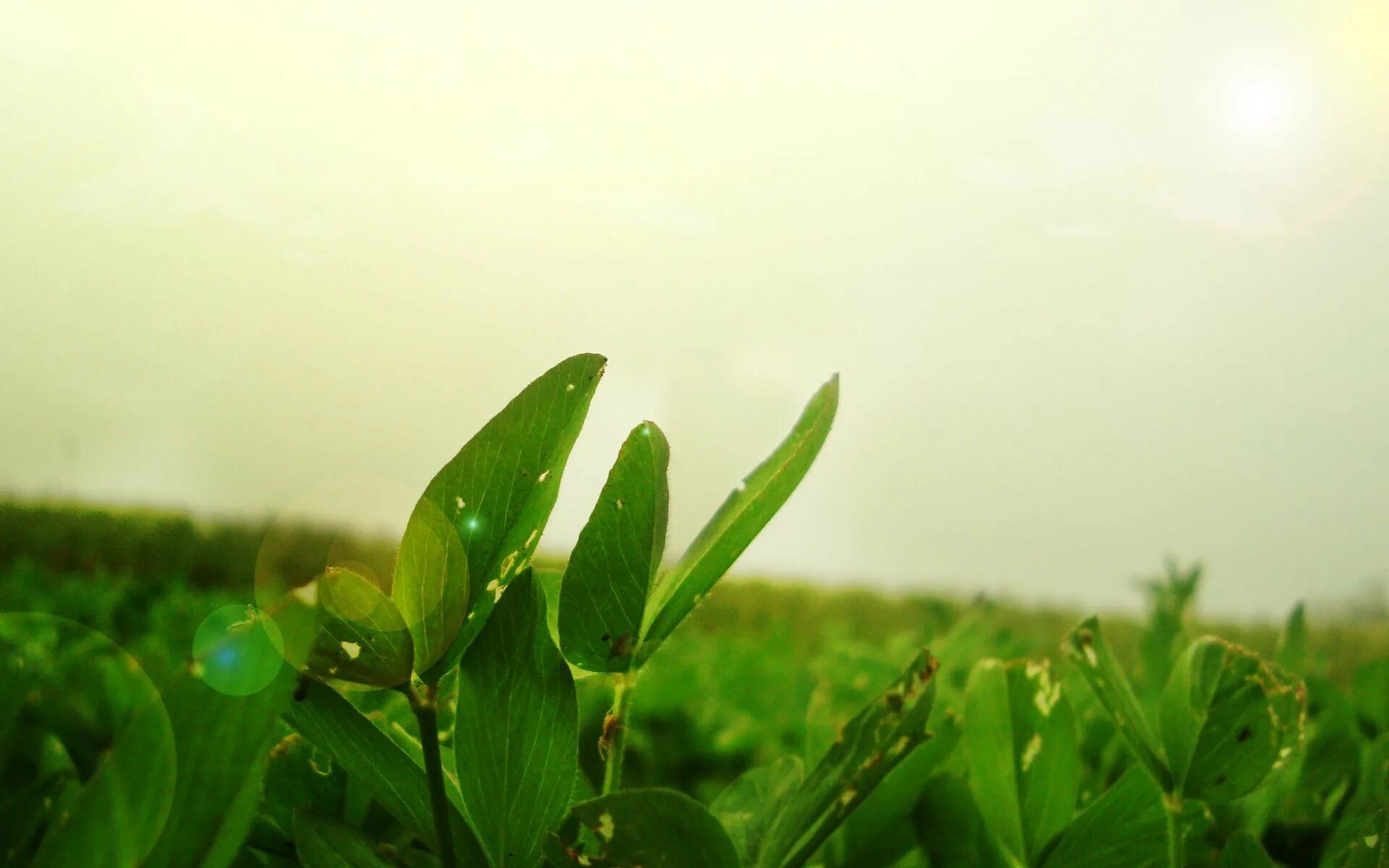 You are nothing good. Зеленое утро. Фон зеленый чай листья. Зеленый фон природа чай. Обои Green Tea.