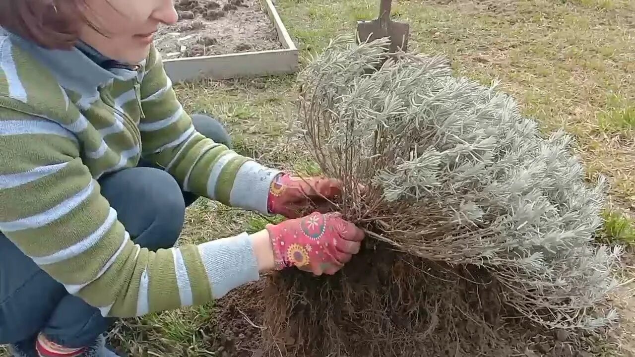 Лаванда уход весной после зимы в открытом. Лаванда деление куста. Размножение лаванды. Черенки лаванды. Отводки лаванды.