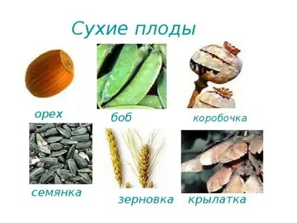 Зерновка боб