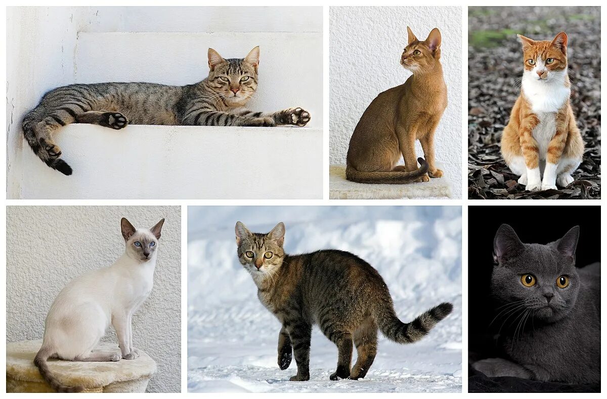 Породы кошек. Разные расцветки кошек. Разные породы кошек. Вид кошки домашней. Разновидности пород кошек